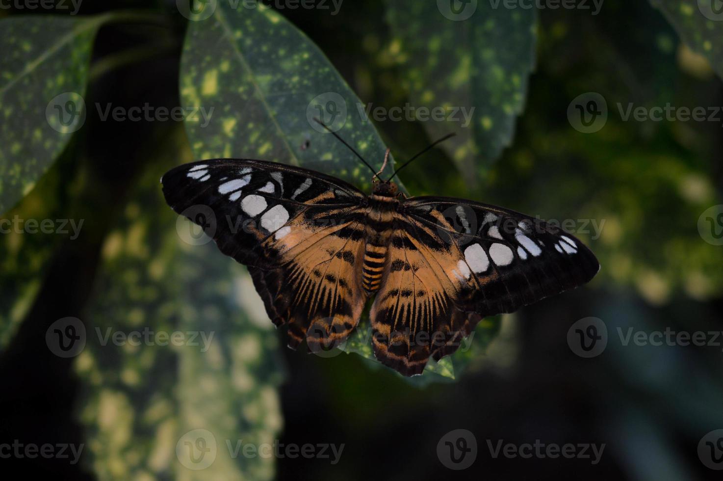 Parthenos sylvia, orange clipper butterfly, photo