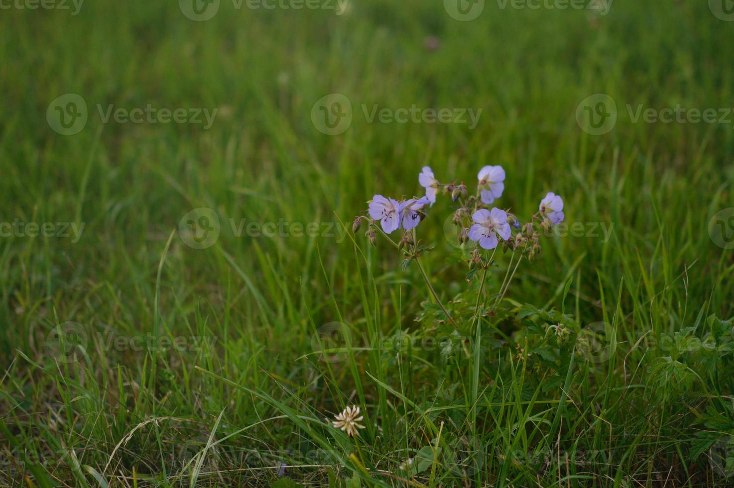 geranio de pradera, factura de grullas de pradera, flor morada en la naturaleza foto