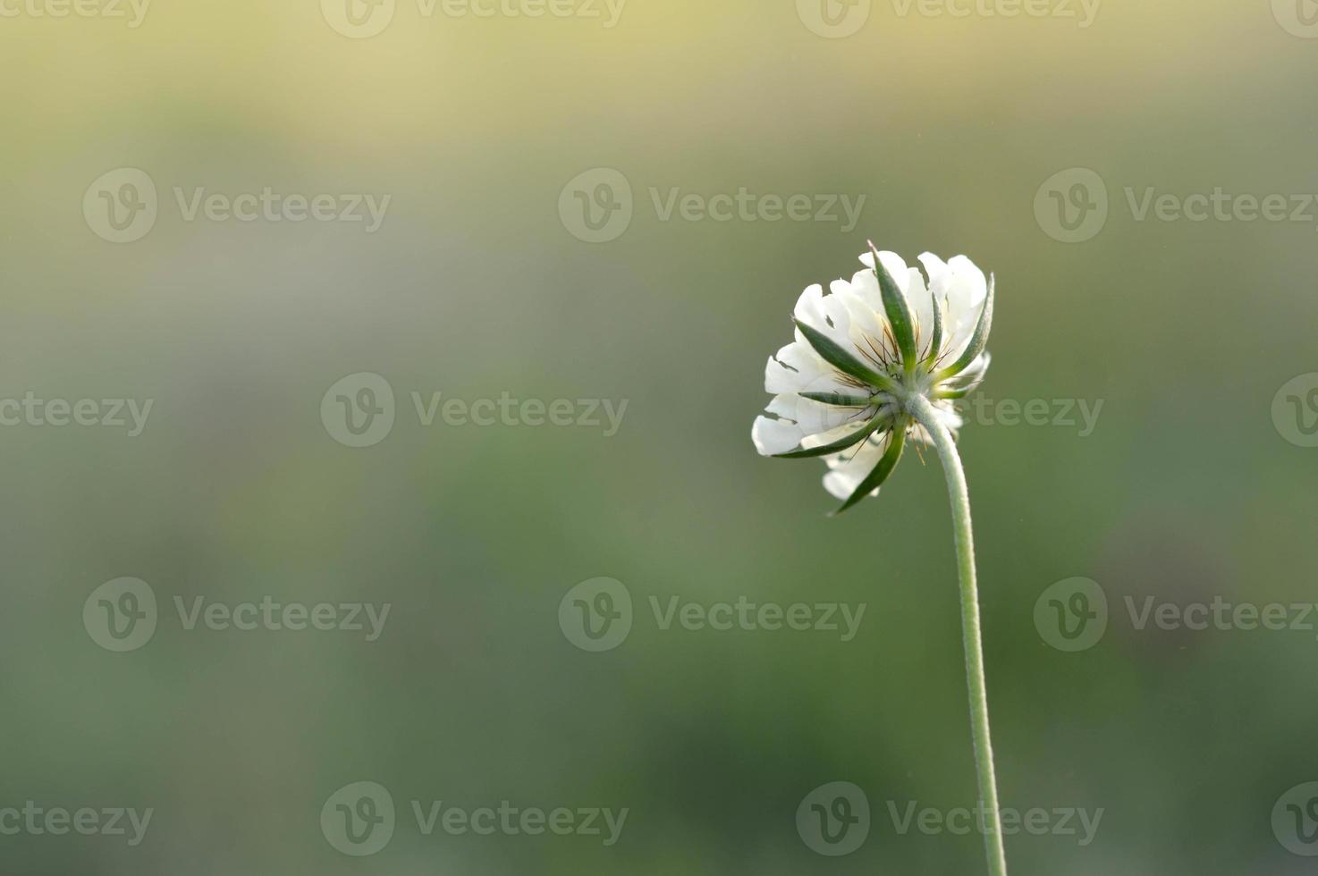 flor de acerico blanca, pequeña flor silvestre blanca en la naturaleza foto