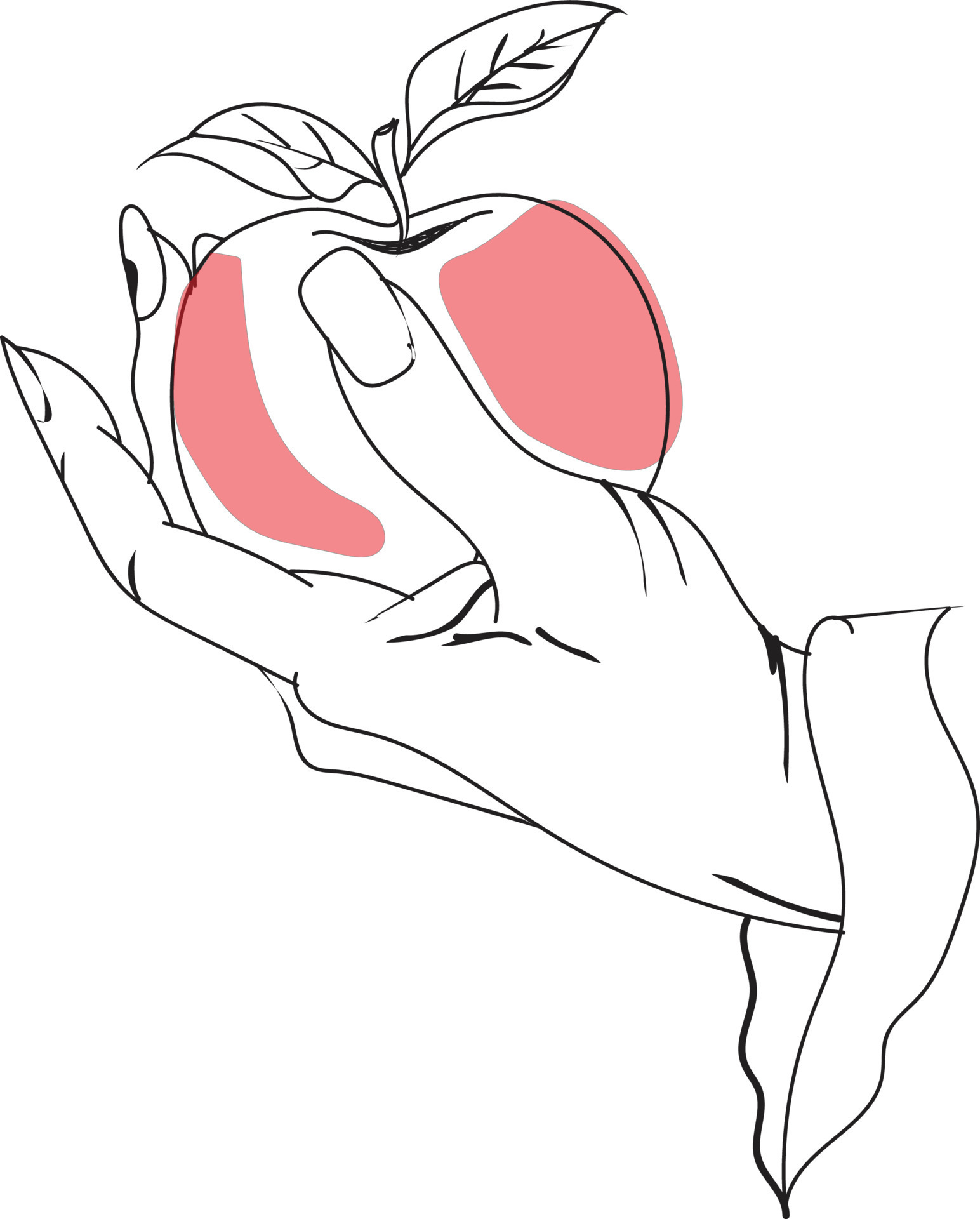 apple liner art 14953248 Vector Art at Vecteezy