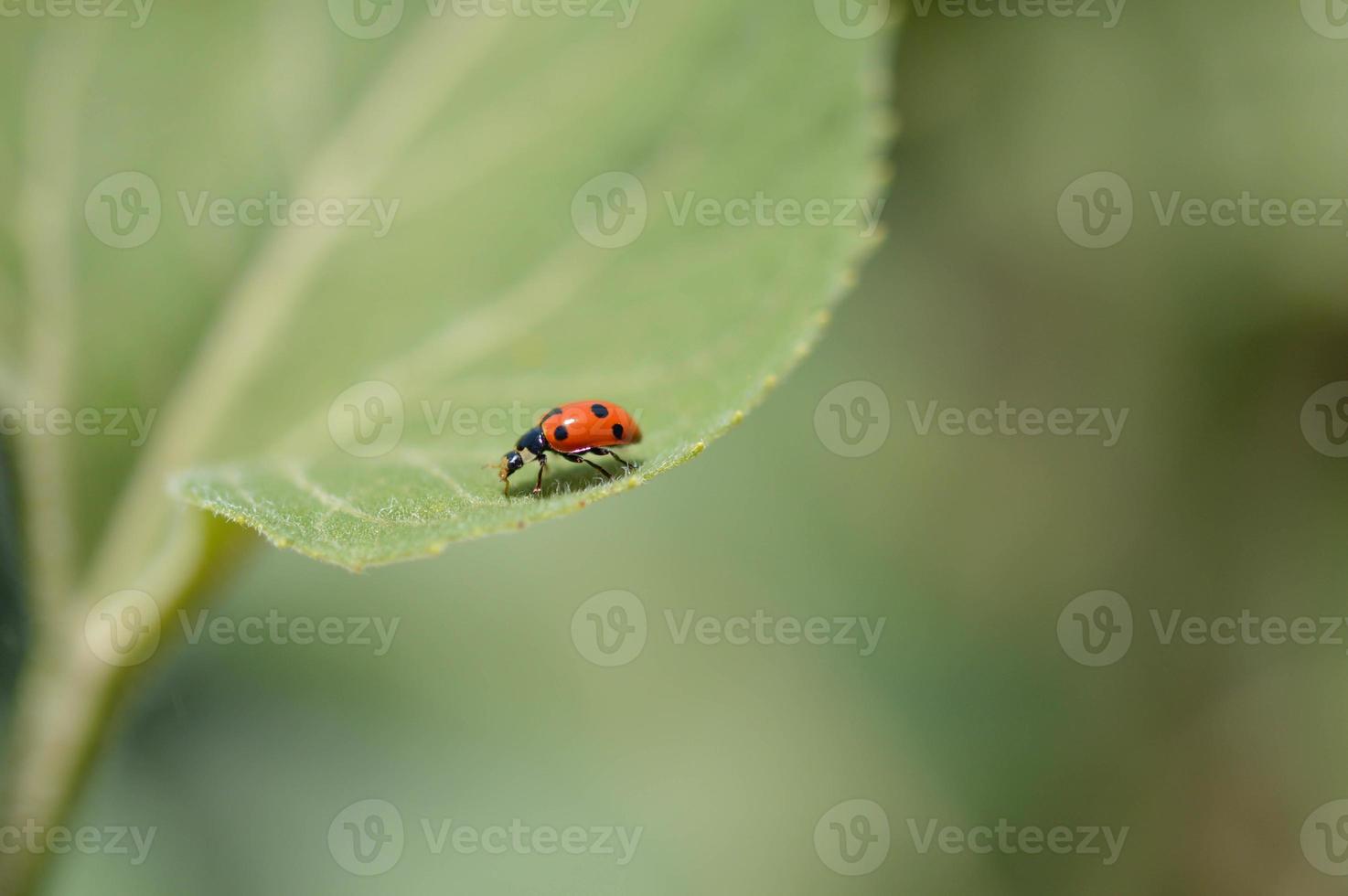 Ladybug on a green leaf macro small red bug with black dots. photo