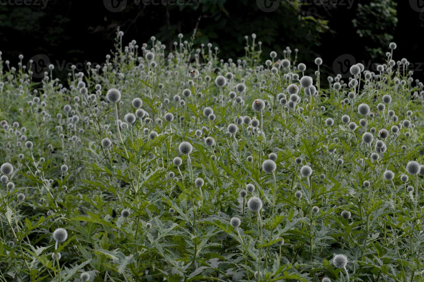 Southern globethistle field, echinops plants in the garden photo