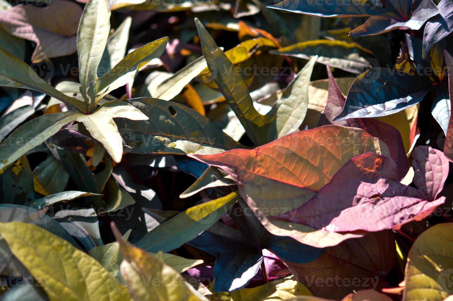 Colorful plant leaves, outdoor garden photo