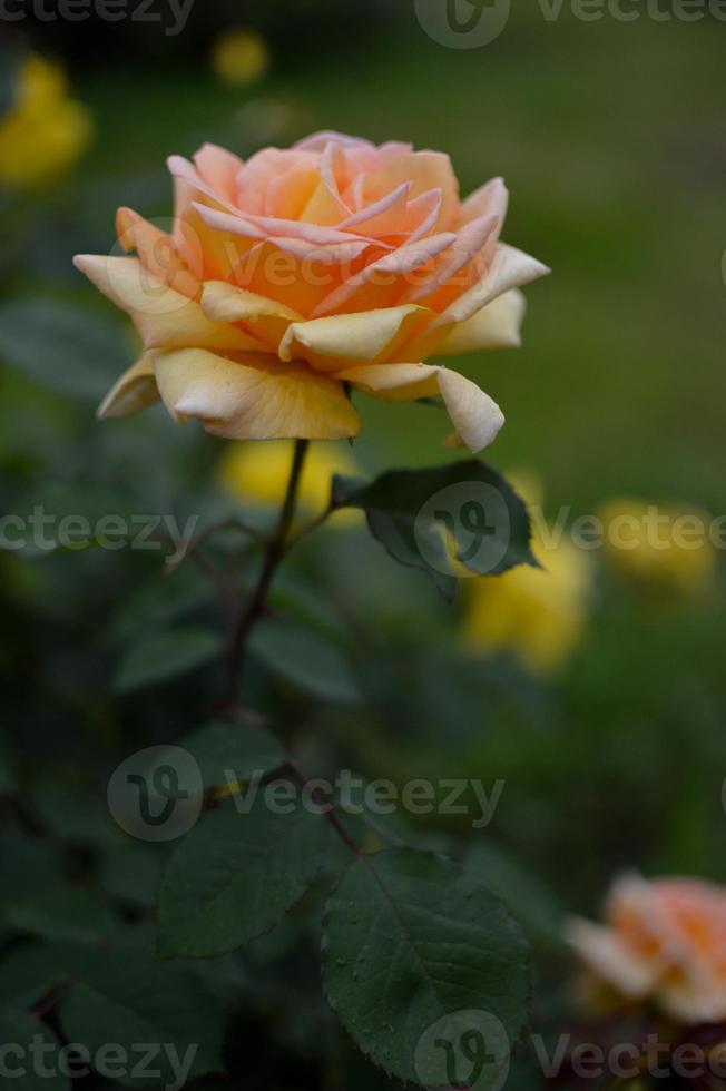 Orange, peach rose side view, vertical photo, rose head photo