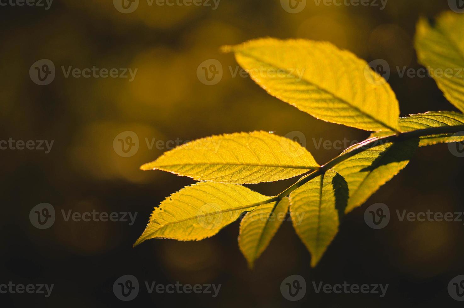 Leaves in the sunshine moody nature photo