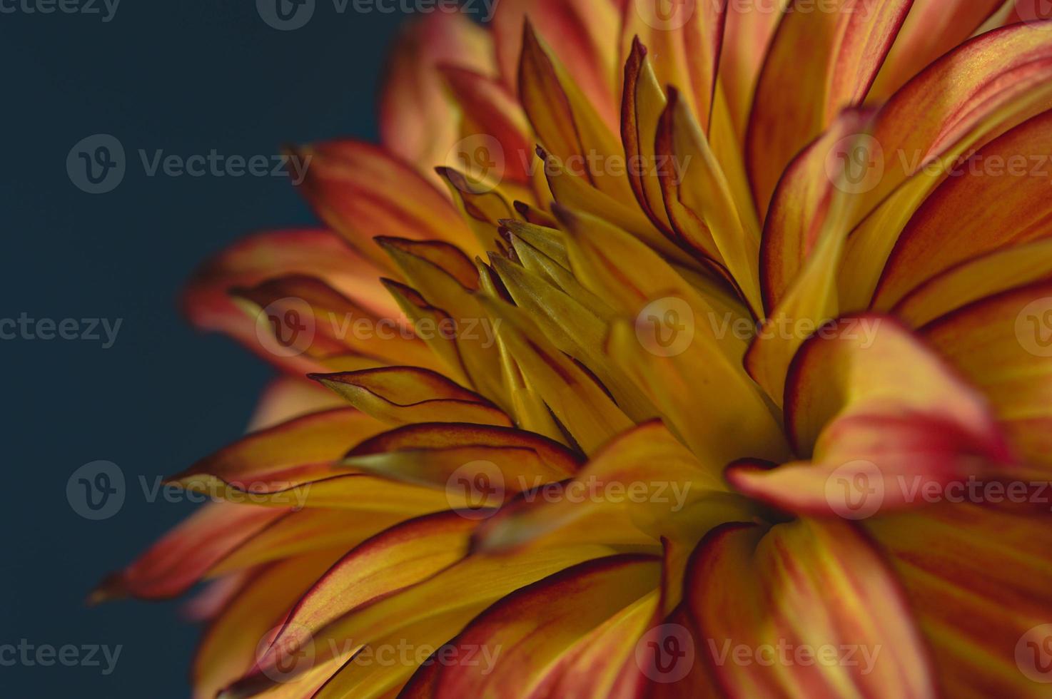 Orange and red dahlia flower close up, dark background photo