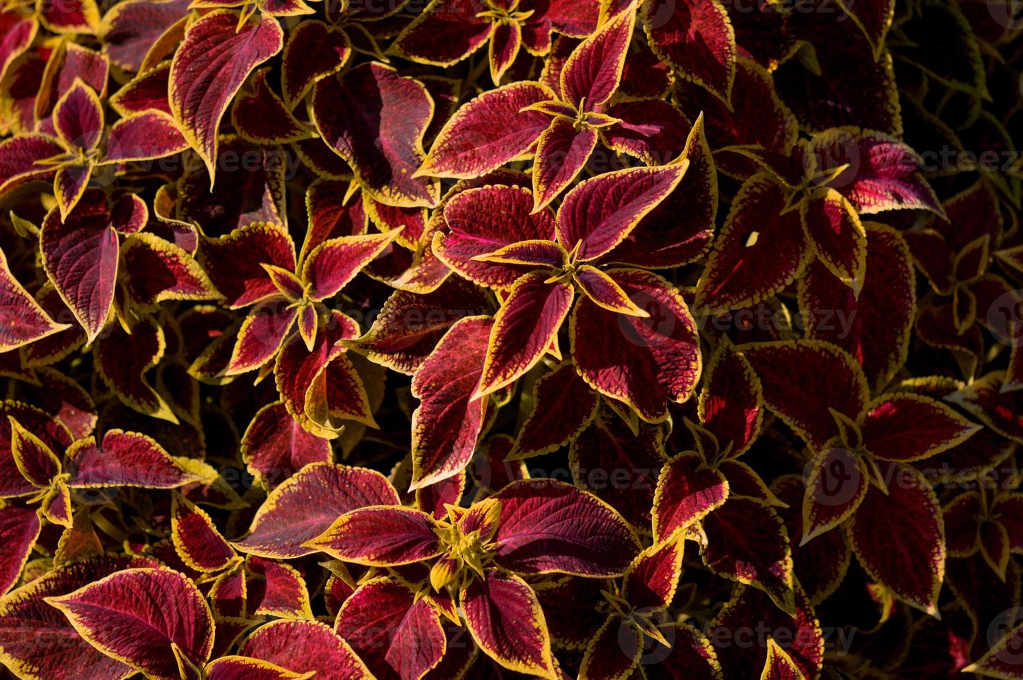 hojas rojas y amarillas, hoja roja con borde amarillo. plantas ornamentales. foto