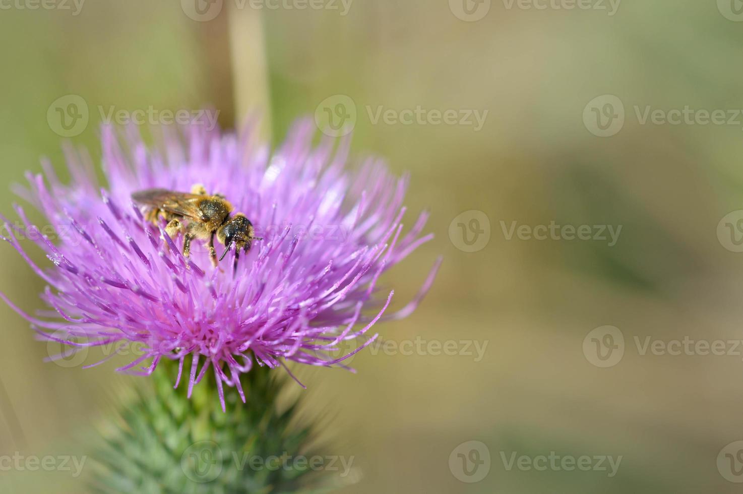 abeja en una flor de cardo de lanza, abeja en una flor puntiaguda púrpura foto