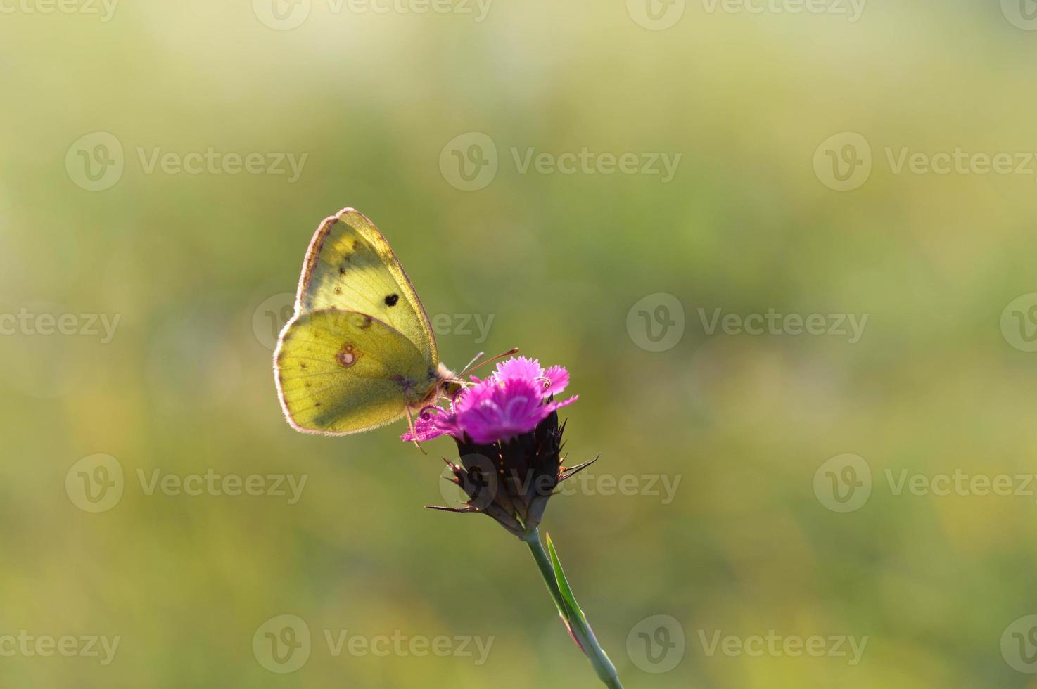 Clouded yellows, yellow butterfly on a flower in nature macro. photo