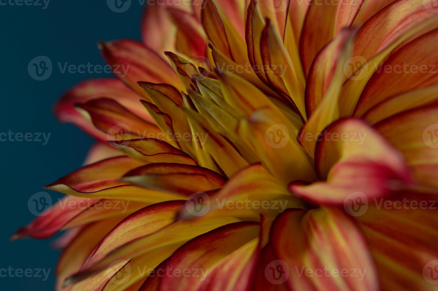 Orange and red dahlia flower close up, dark background photo