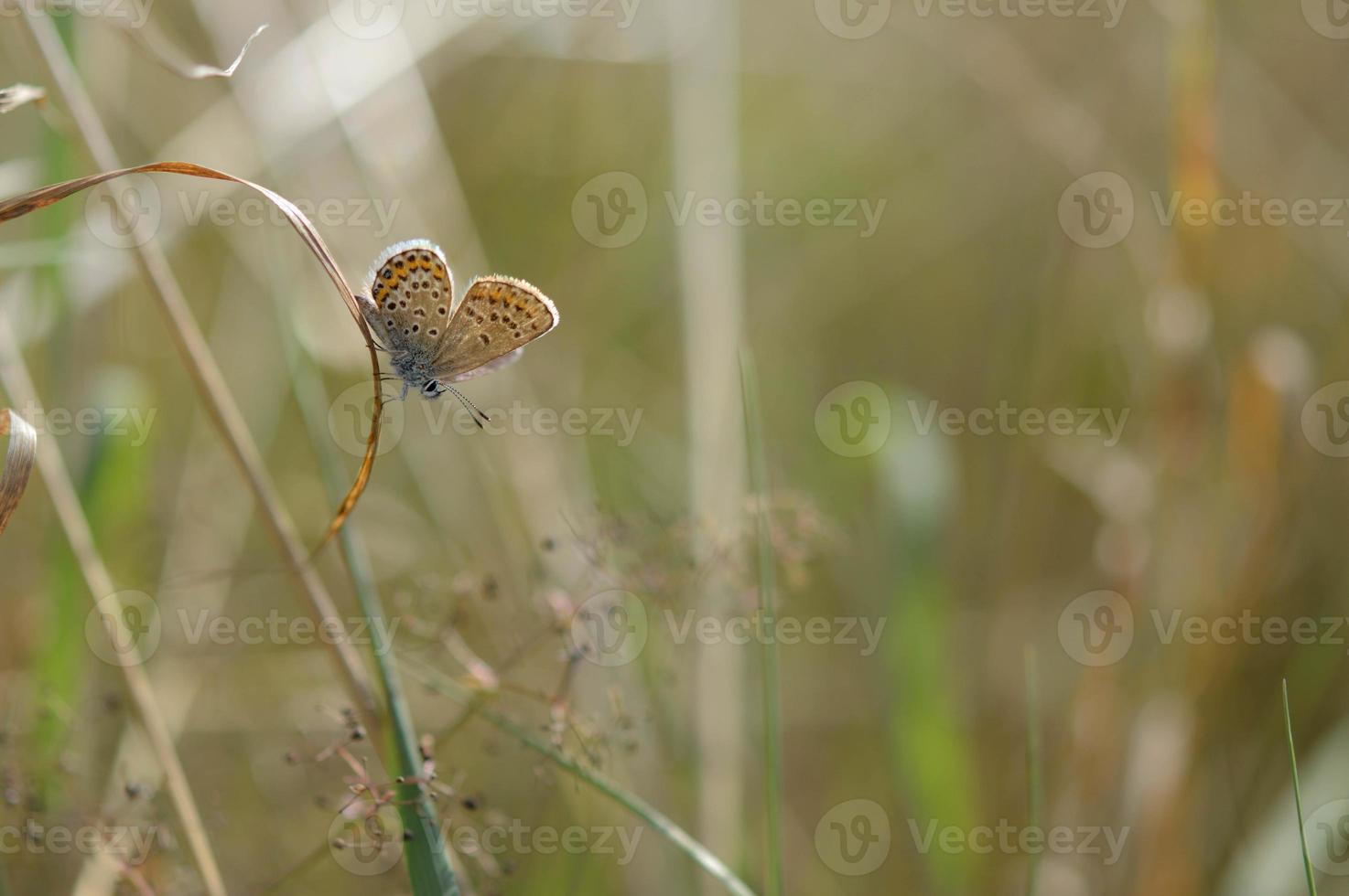 Brown argus small butterfly on a plant in nature macro photo