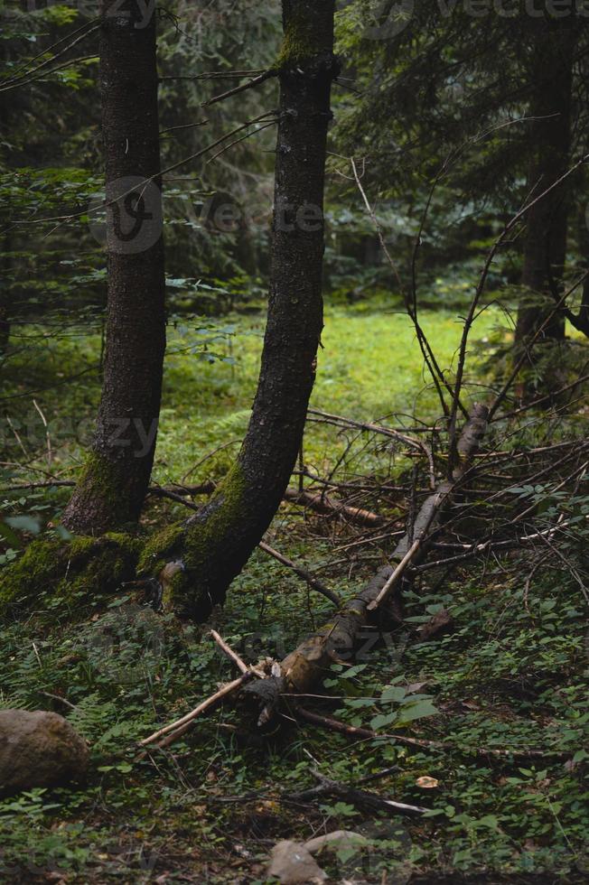 en el bosque, foto de la naturaleza de la escena del bosque.