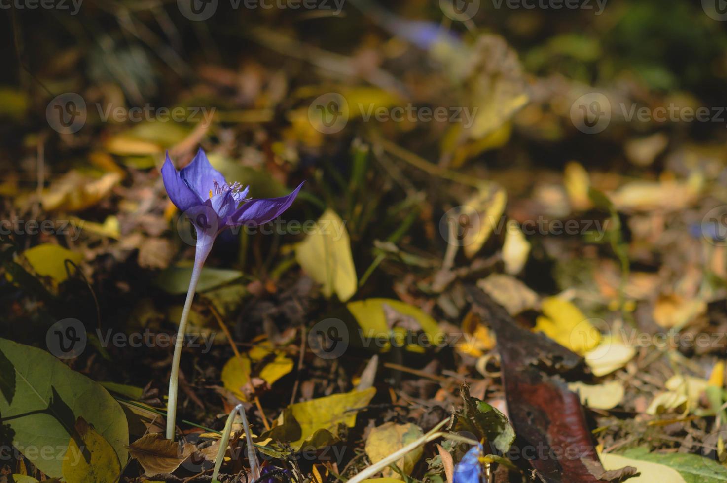crocus banaticus, flor silvestre púrpura de principios de otoño foto