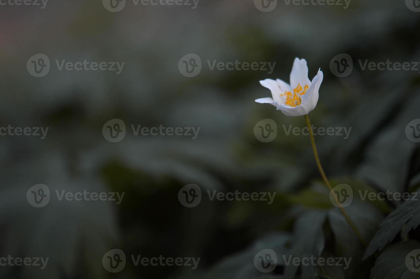Anemonoides nemorosa, wood anemone common white early flower photo