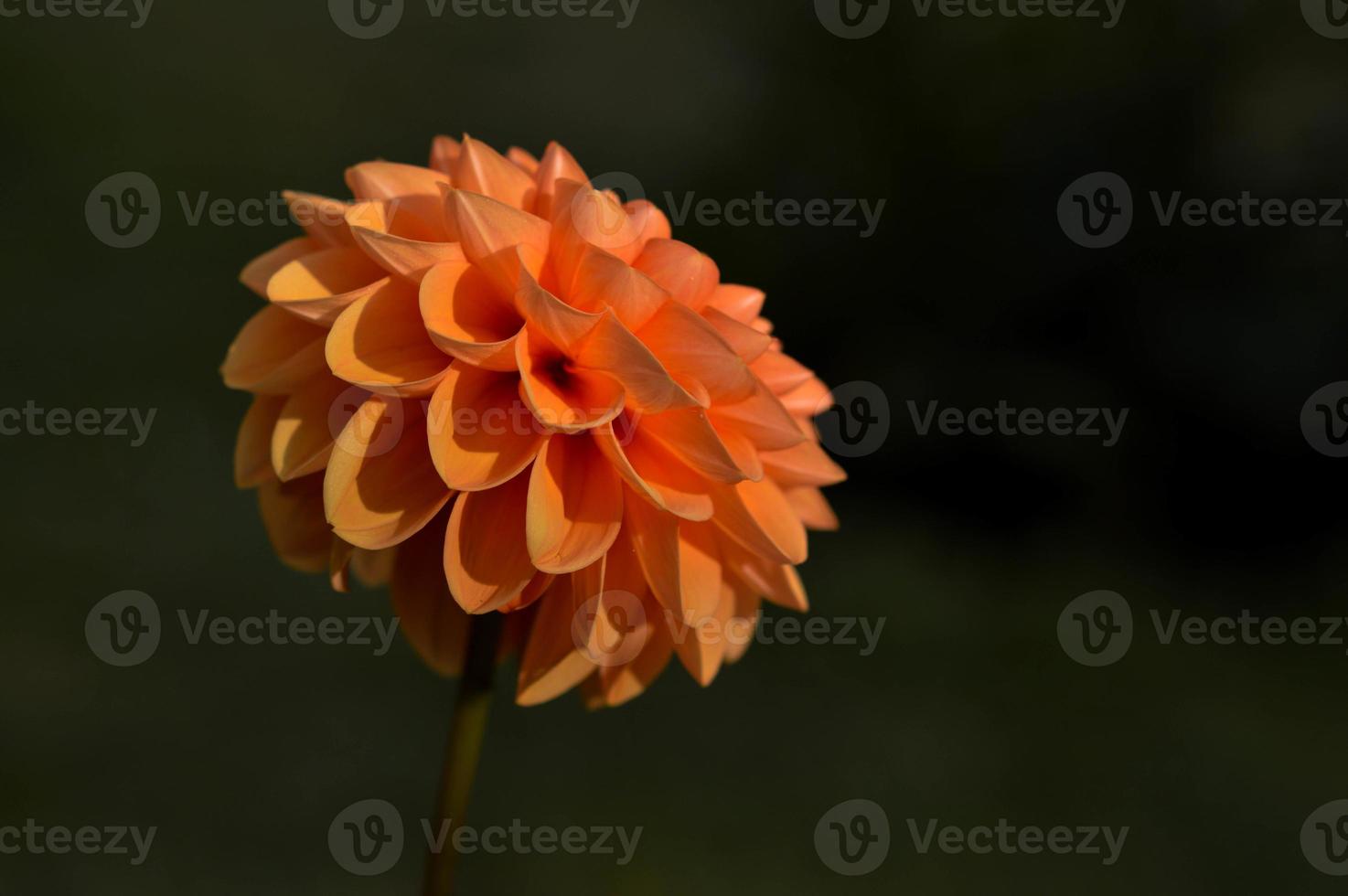 Orange dahlia flower in the garden, flower head close up. photo