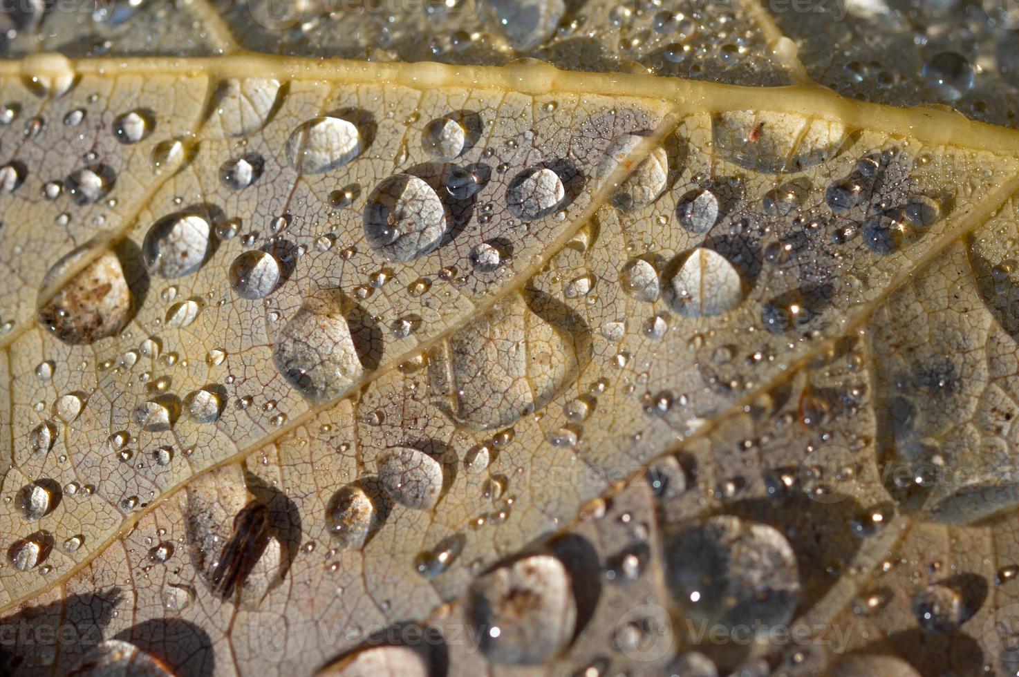 Raindrops on a leaf macro close up, water drops photo