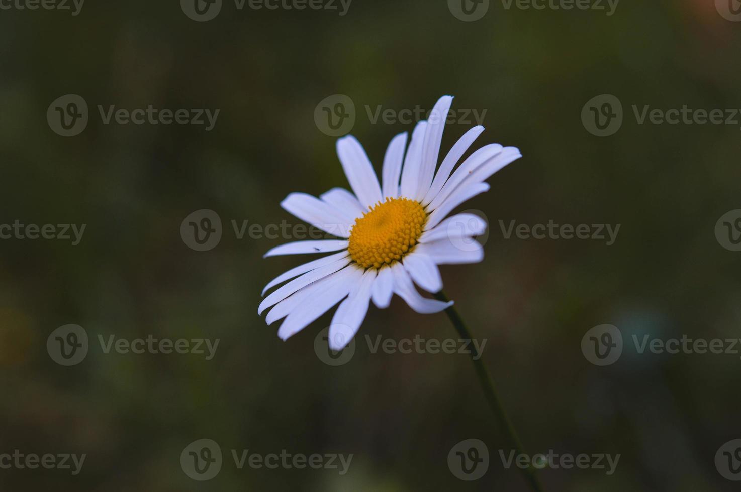 margarita de ojo de buey, en la naturaleza de cerca, flor silvestre blanca foto