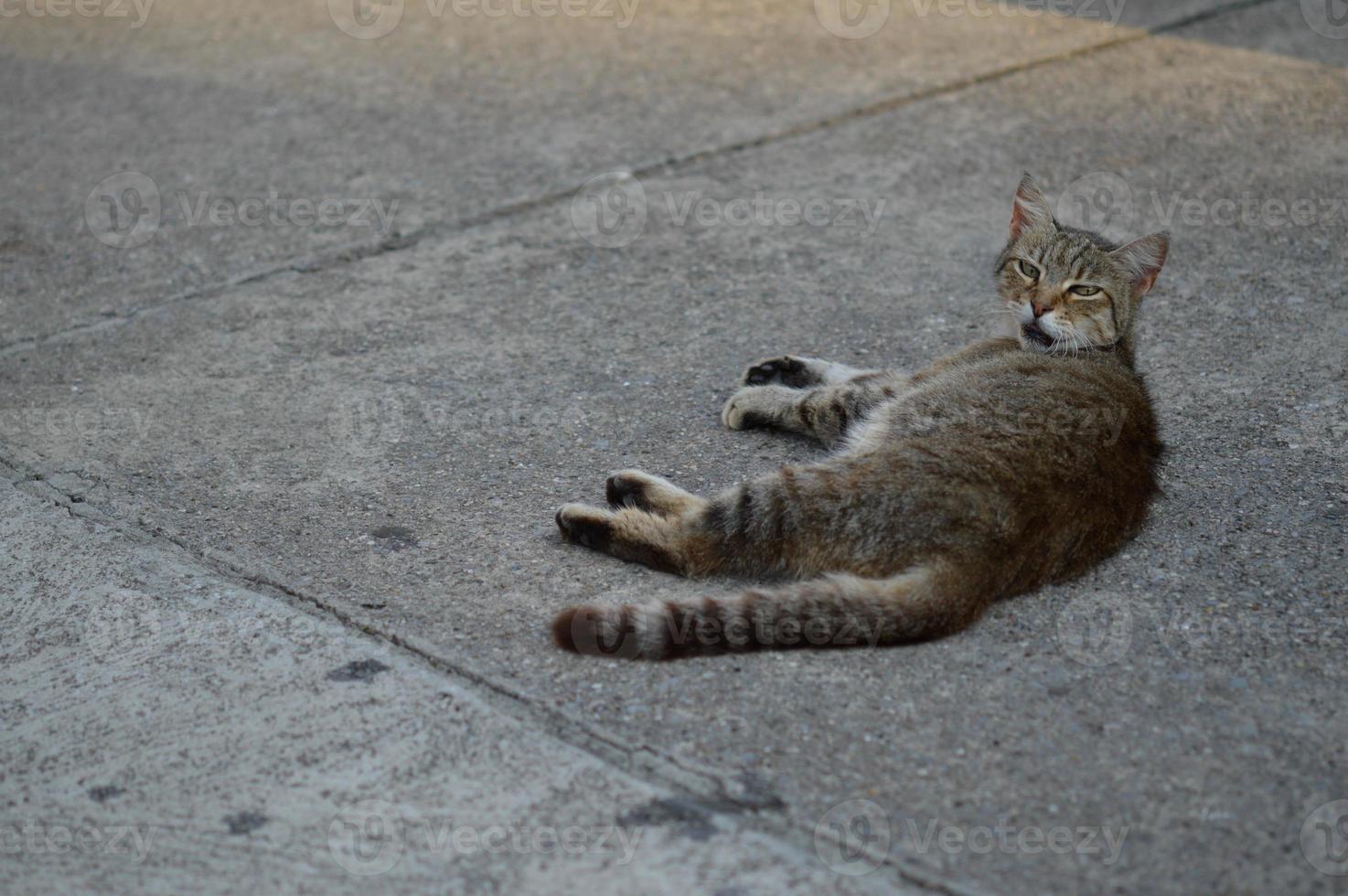 gato callejero, tendido en el suelo foto