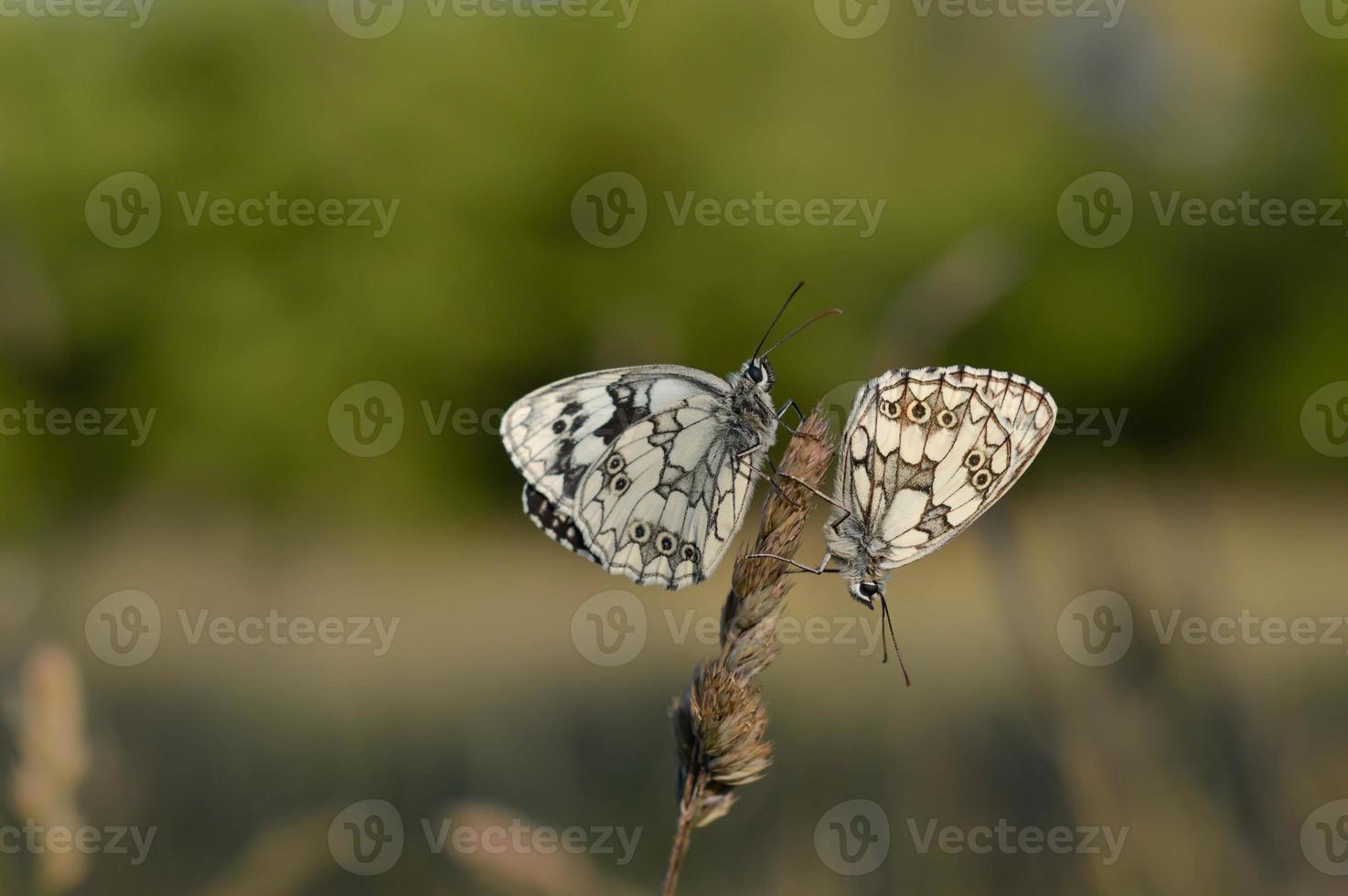 Marbled white, black and white butterfly in the wild photo