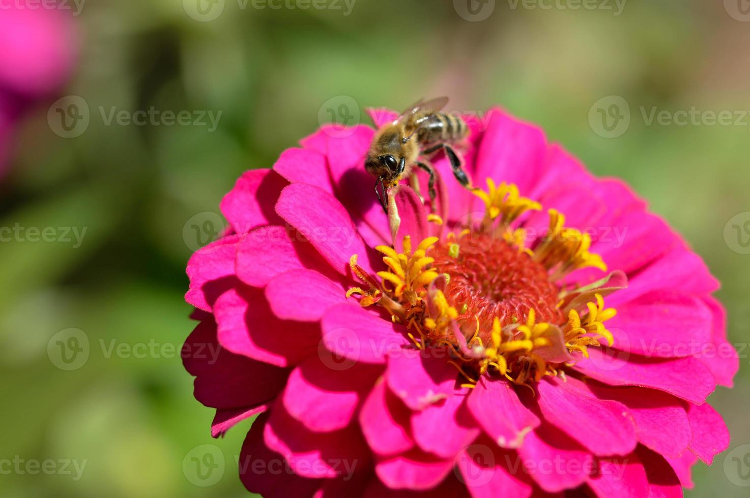 Bee on a pink elegant zinnia flower, close up, macro photo