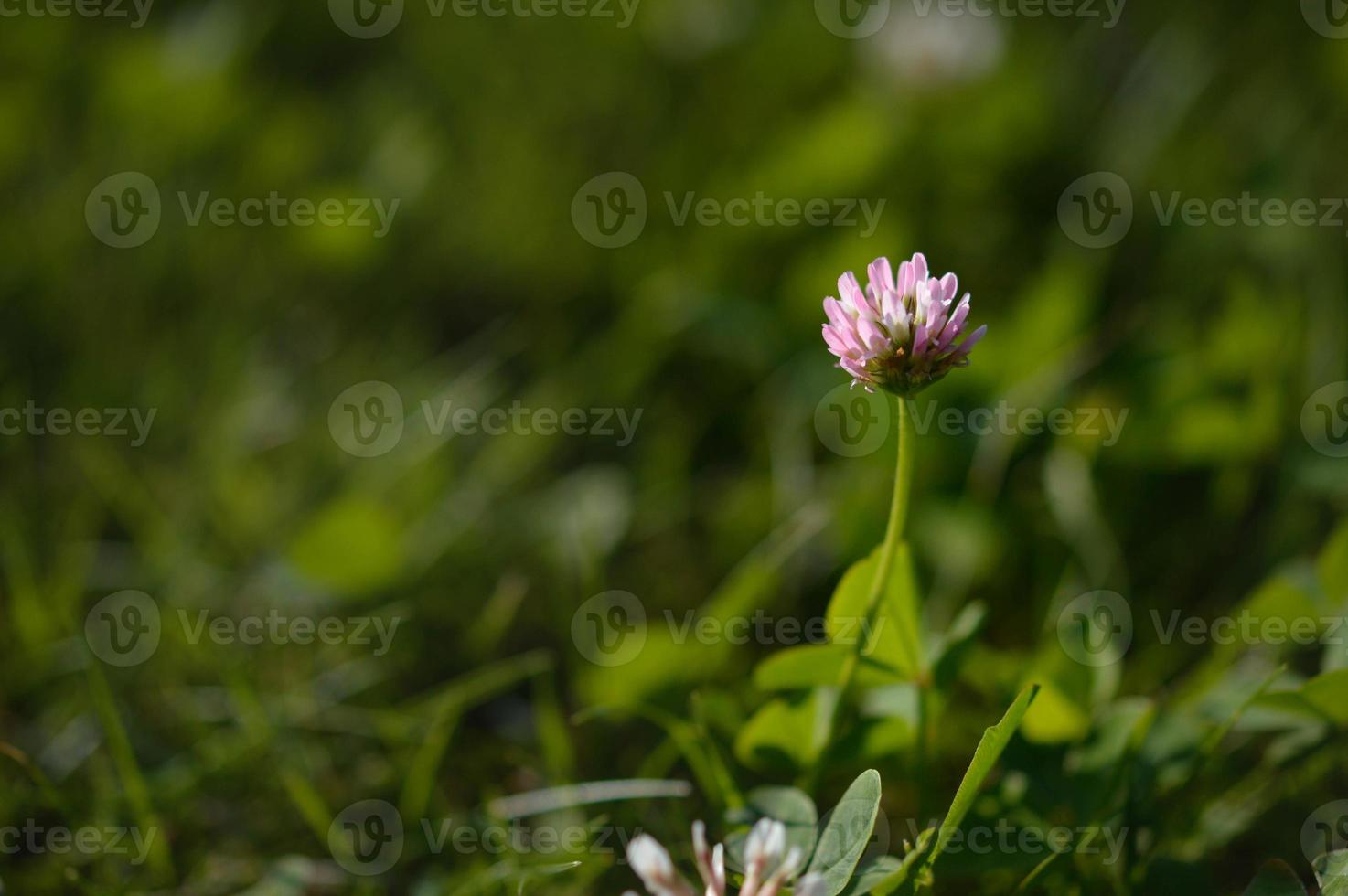 Red clover small purple wildflower in nature photo