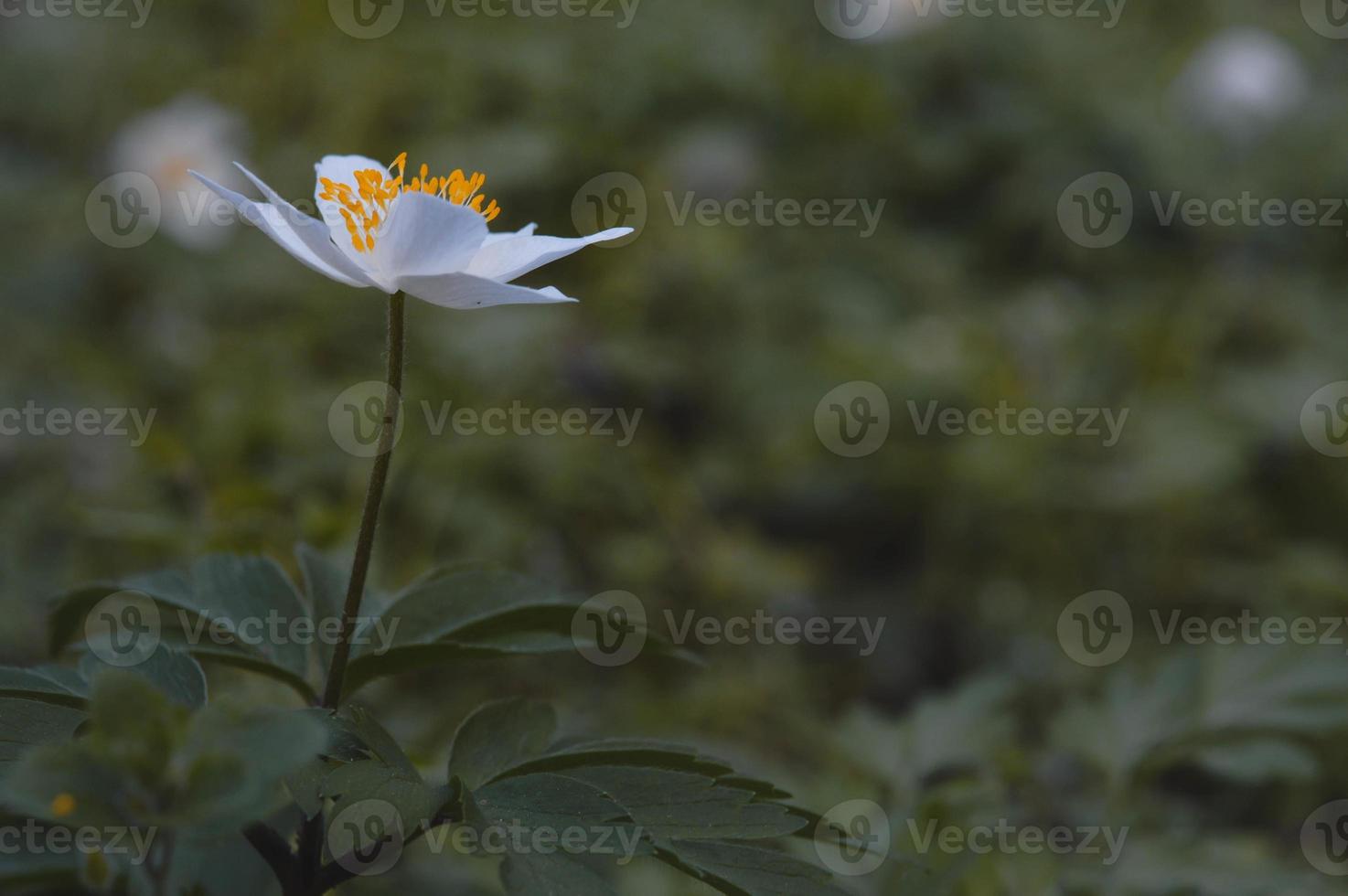 wood anemone, common white early wild flower, in nature photo