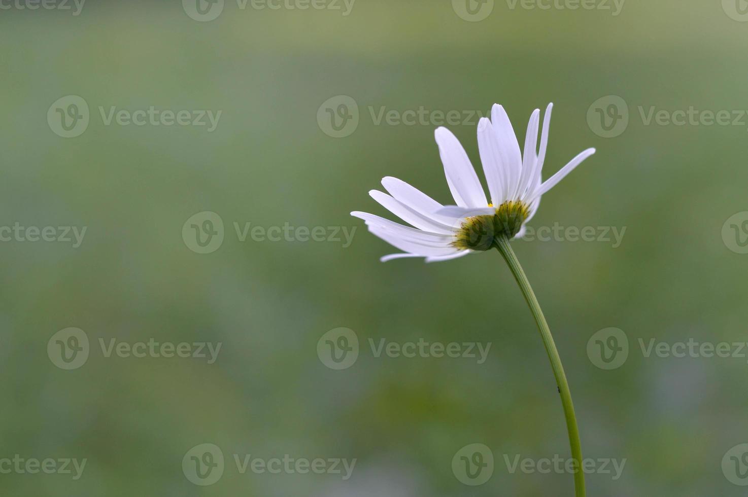 margarita de ojo de buey, en la naturaleza de cerca, flor silvestre blanca foto