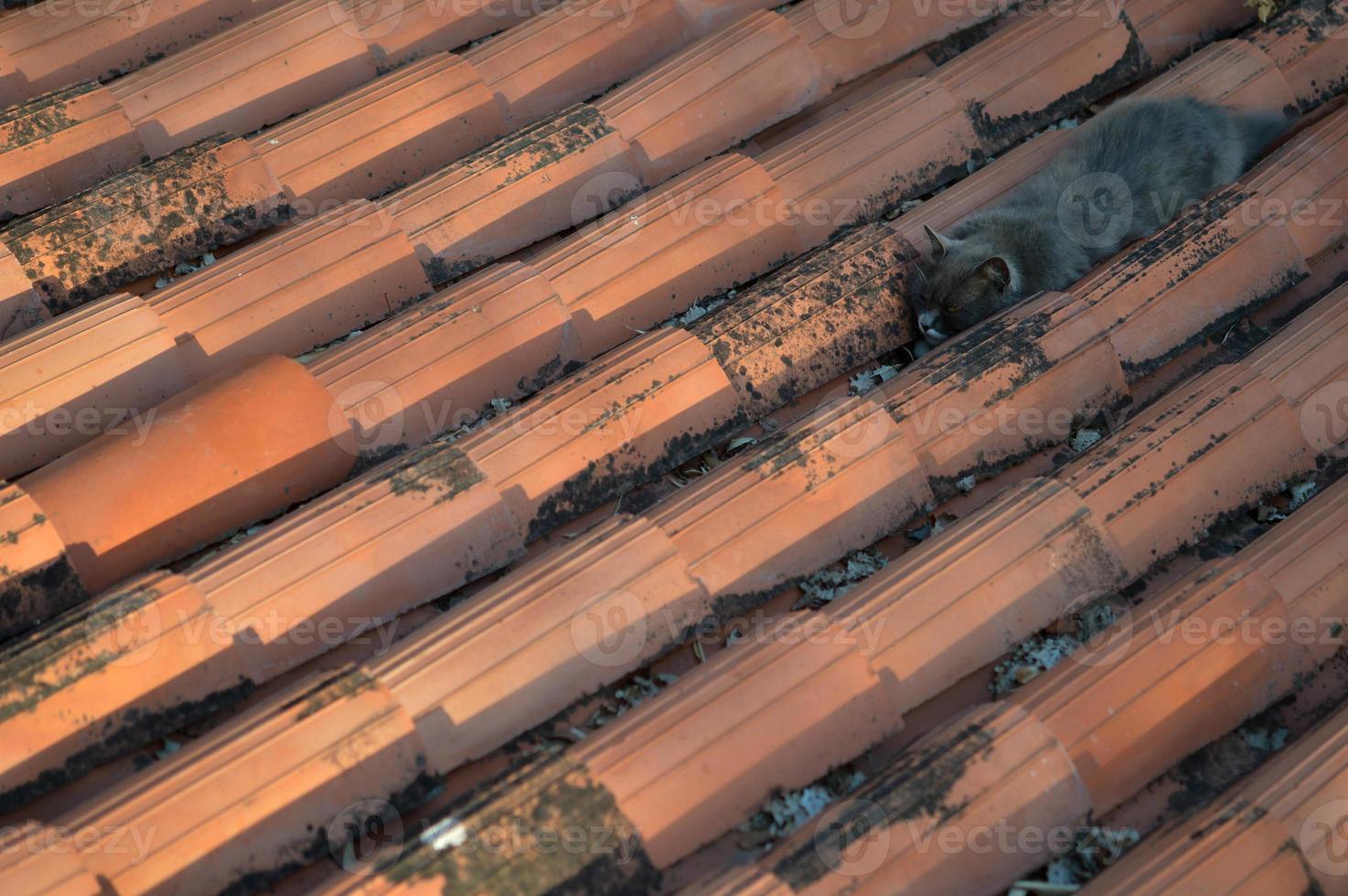 Grey cat sleeping on the roof, orange roof tiles photo