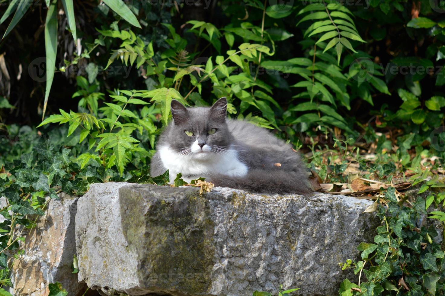 Grey and white grumpy cat relaxing on a rock photo