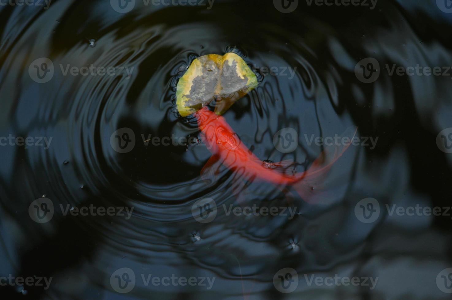 koi fish in the lake photo