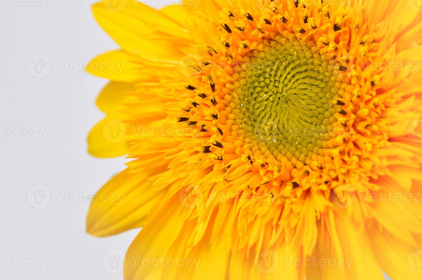 cabeza de girasol cerrar macro, flor de naranja foto