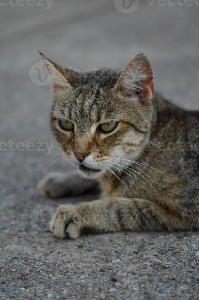 Cat portrait, striped stray cat on the ground, photo