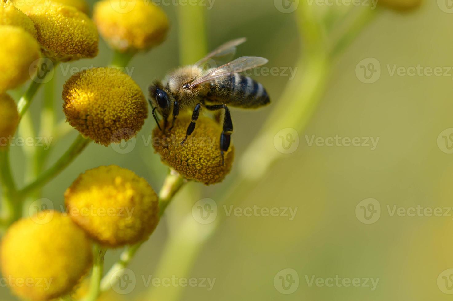 Bee on a a tansy yellow flower, pollinating, close up. photo