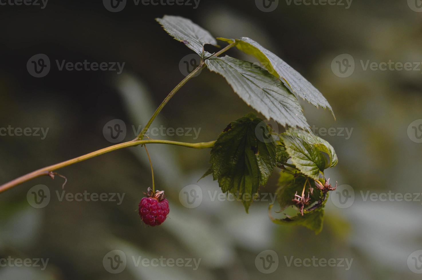 Red raspberry in nature, red berry on a branch photo