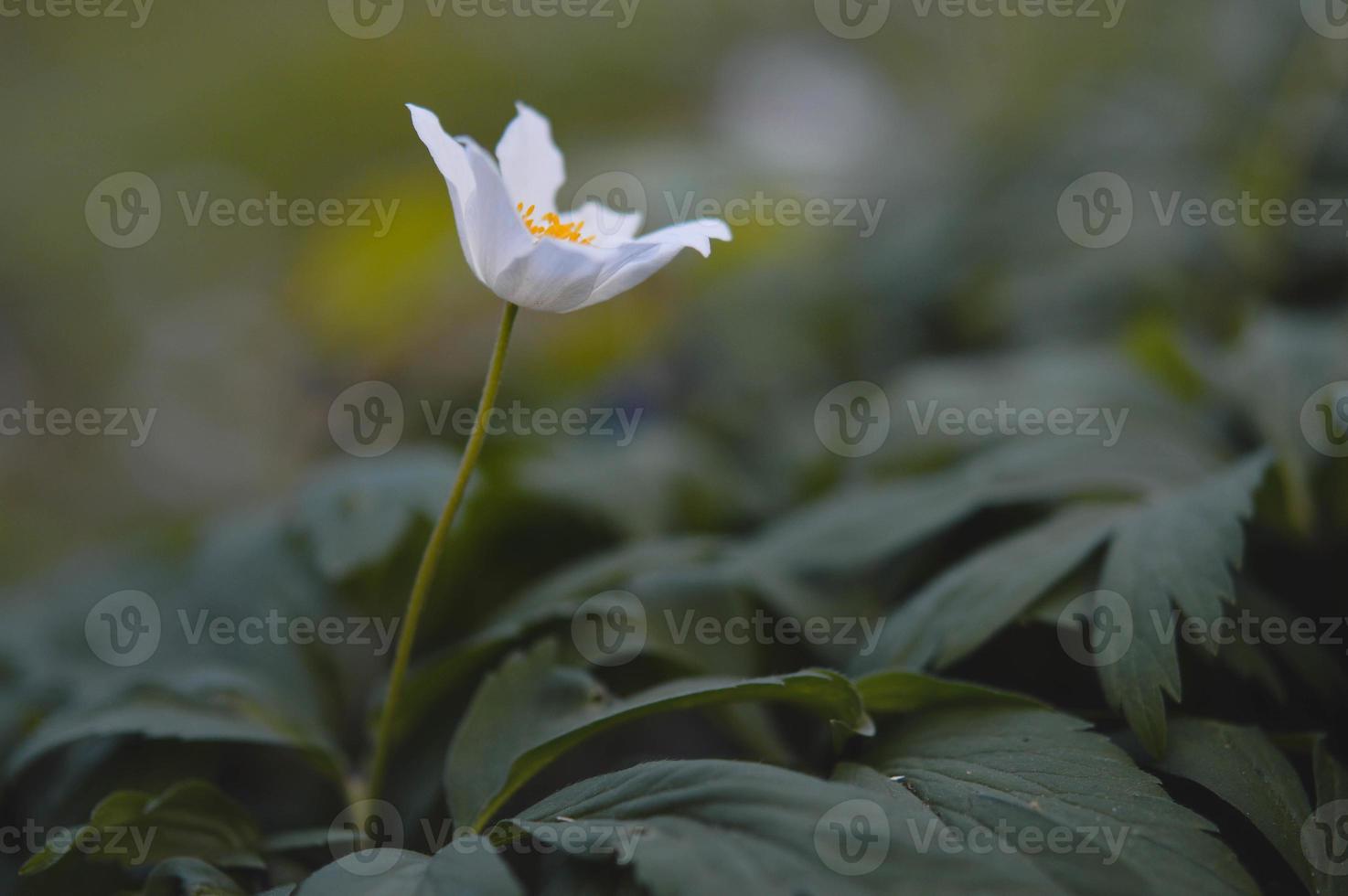 Anemonoides nemorosa, wood anemone common white early flower photo