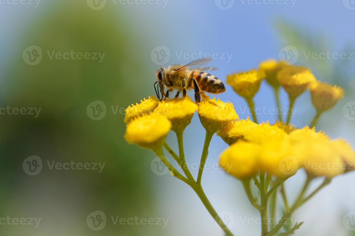 Bee on a a tansy yellow flower, pollinating, close up. photo