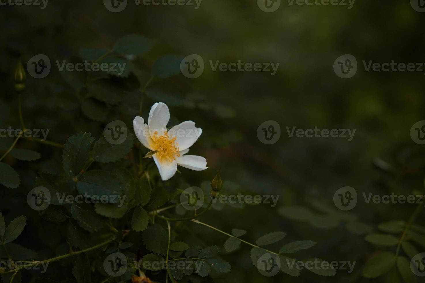 rosa de perro blanco, flor de rosa salvaje en la naturaleza, fondo verde foto