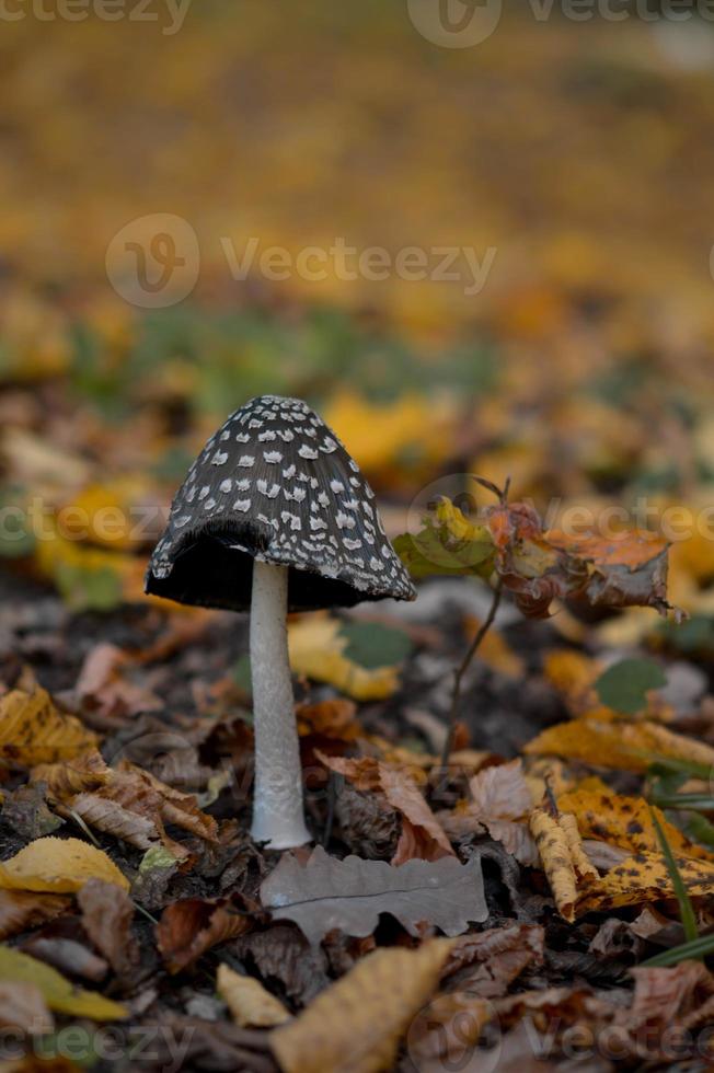 Brown and white spotted mushroom photo
