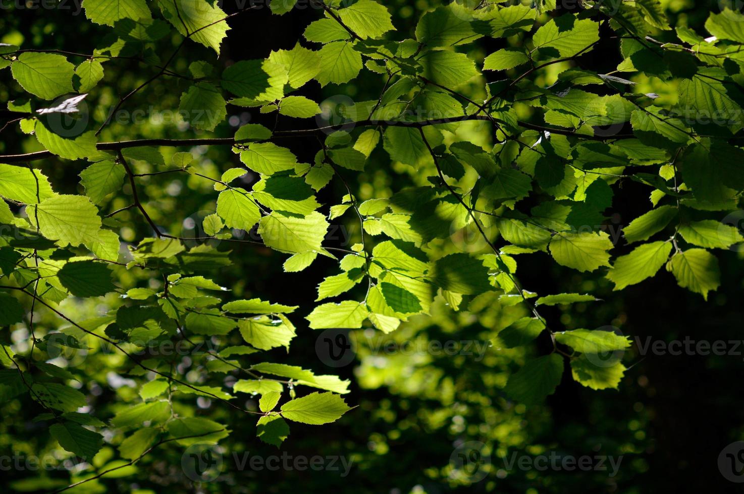 Common hornbeam leaves, green leaves sun shining through photo