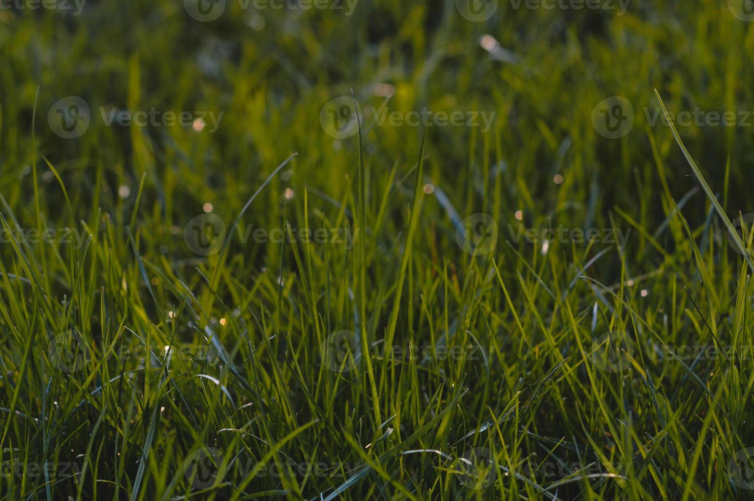 Fresh green grass background photo