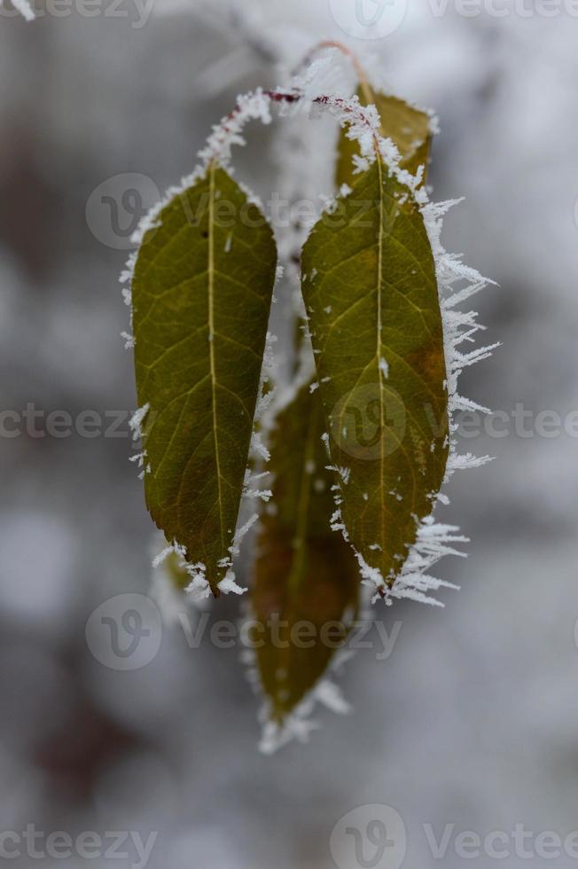 hojas congeladas de cerca, naturaleza invernal, clima frío. foto