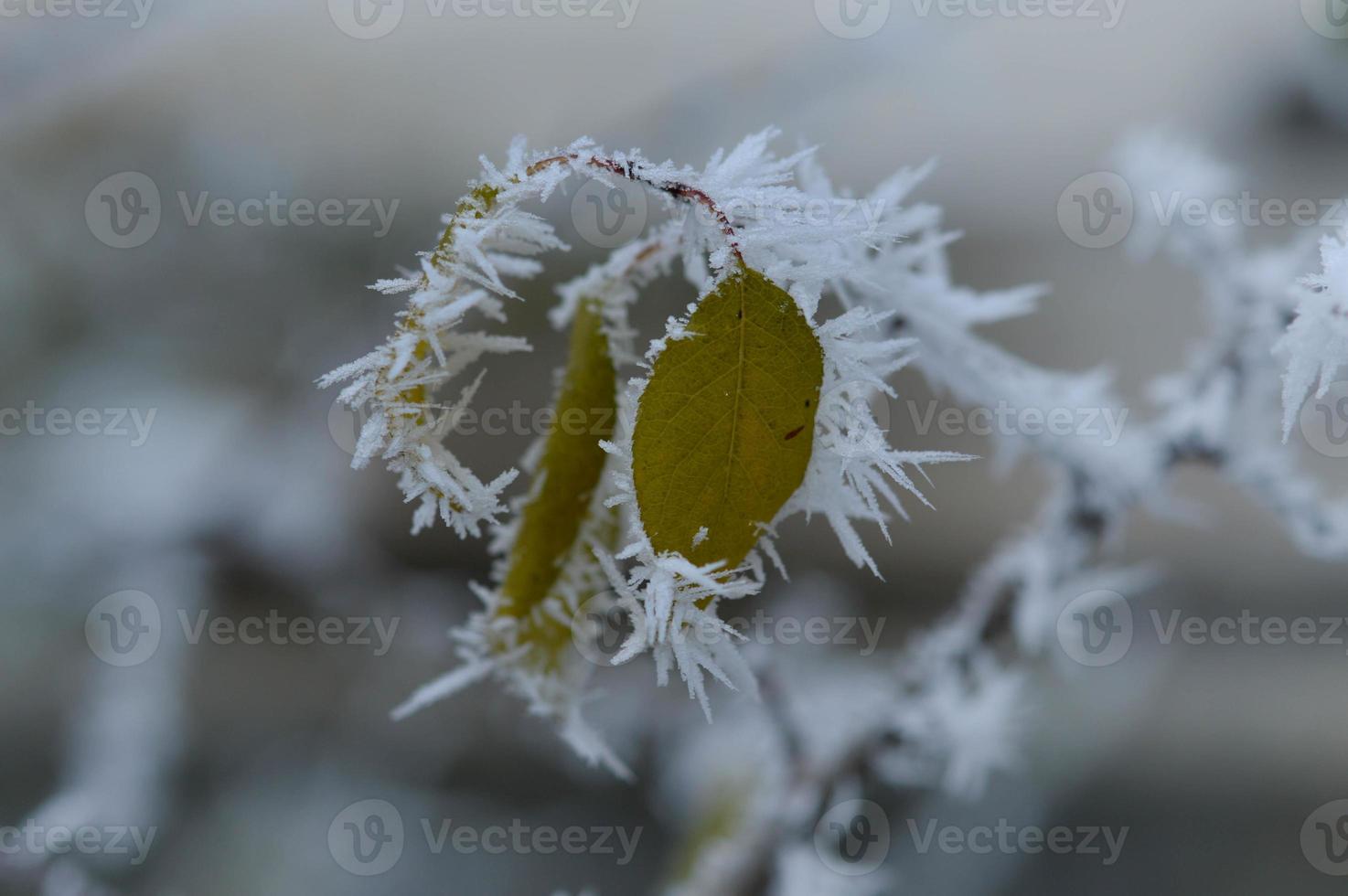 hojas congeladas de cerca, naturaleza invernal, hojas heladas, clima frío. foto