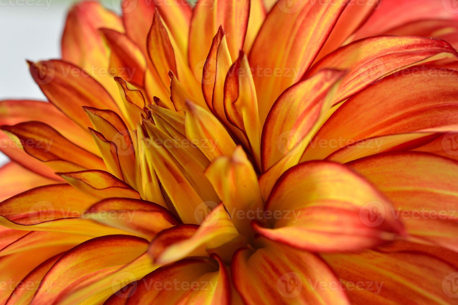 Red and yellow orange dahlia flower close up petals photo