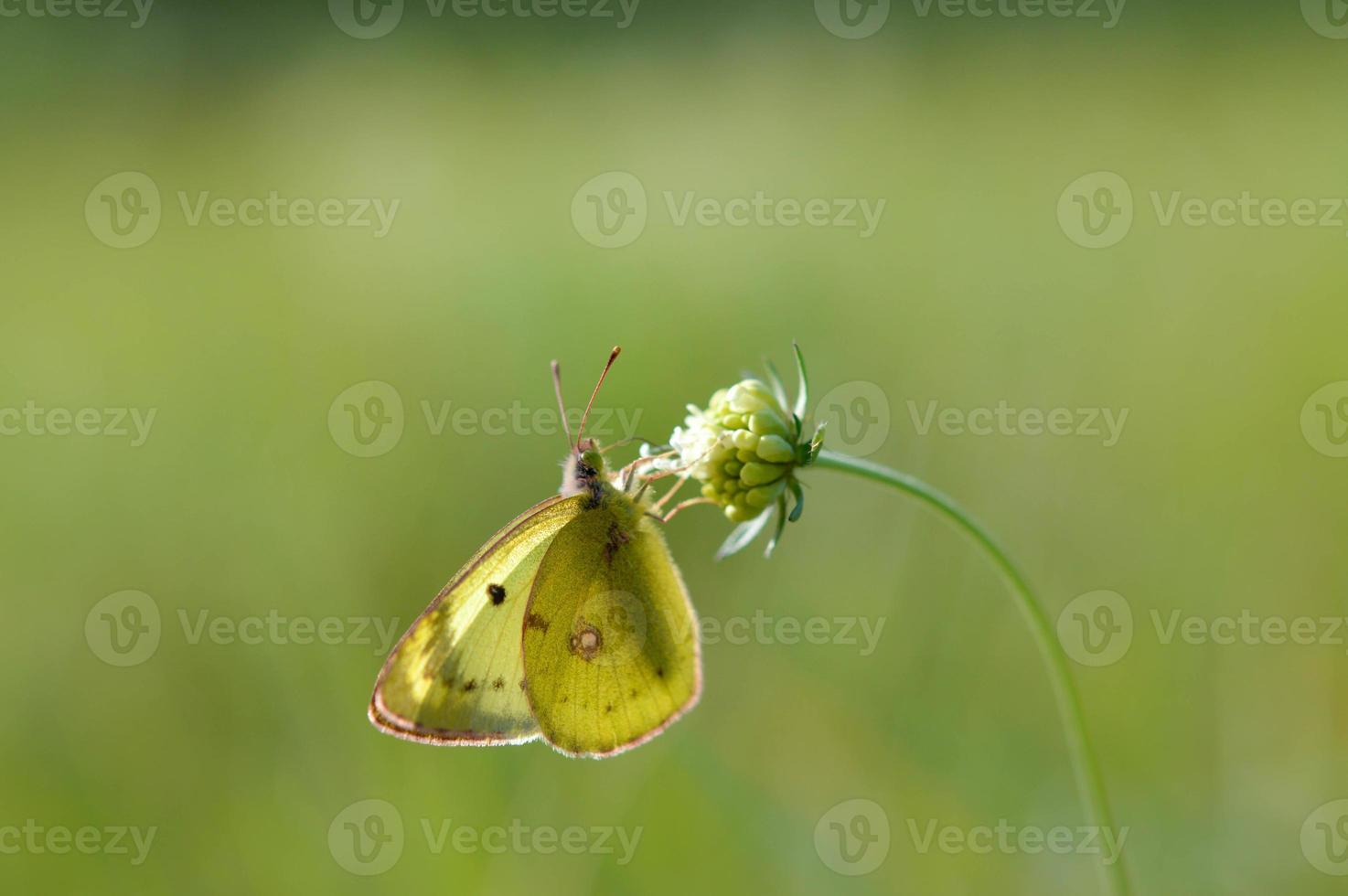 Clouded yellows yellow butterfly on a flower in nature macro photo