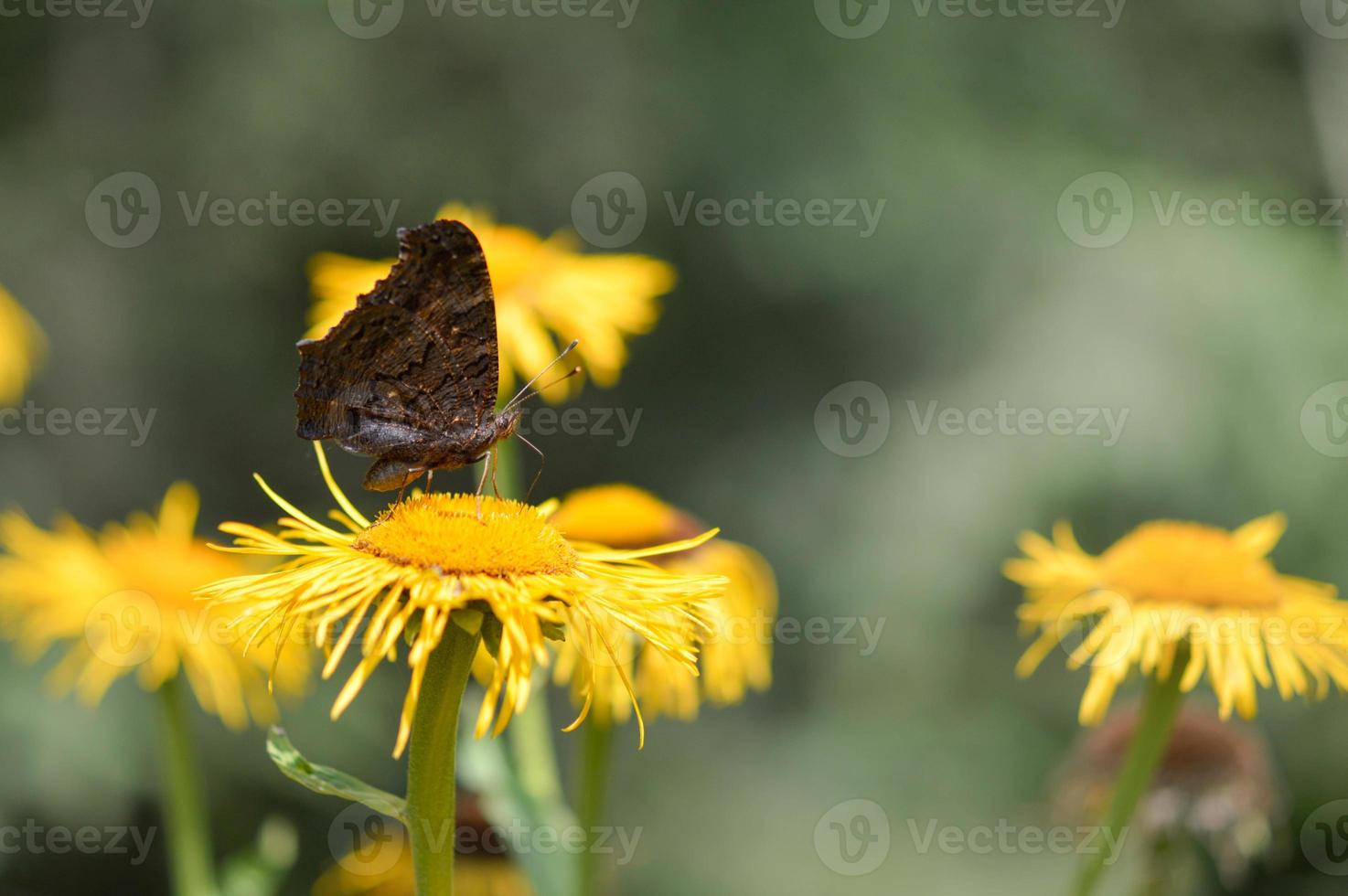 Peacock butterfly side view on a yellow flower macro. photo