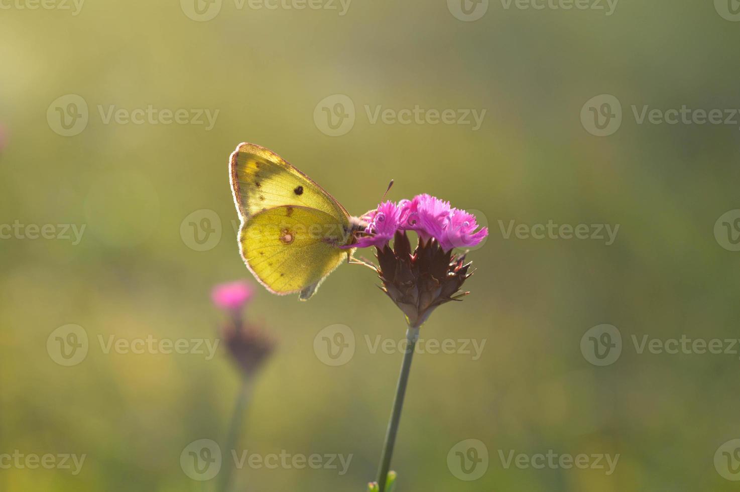 Clouded yellows, yellow butterfly on a flower in nature macro. photo