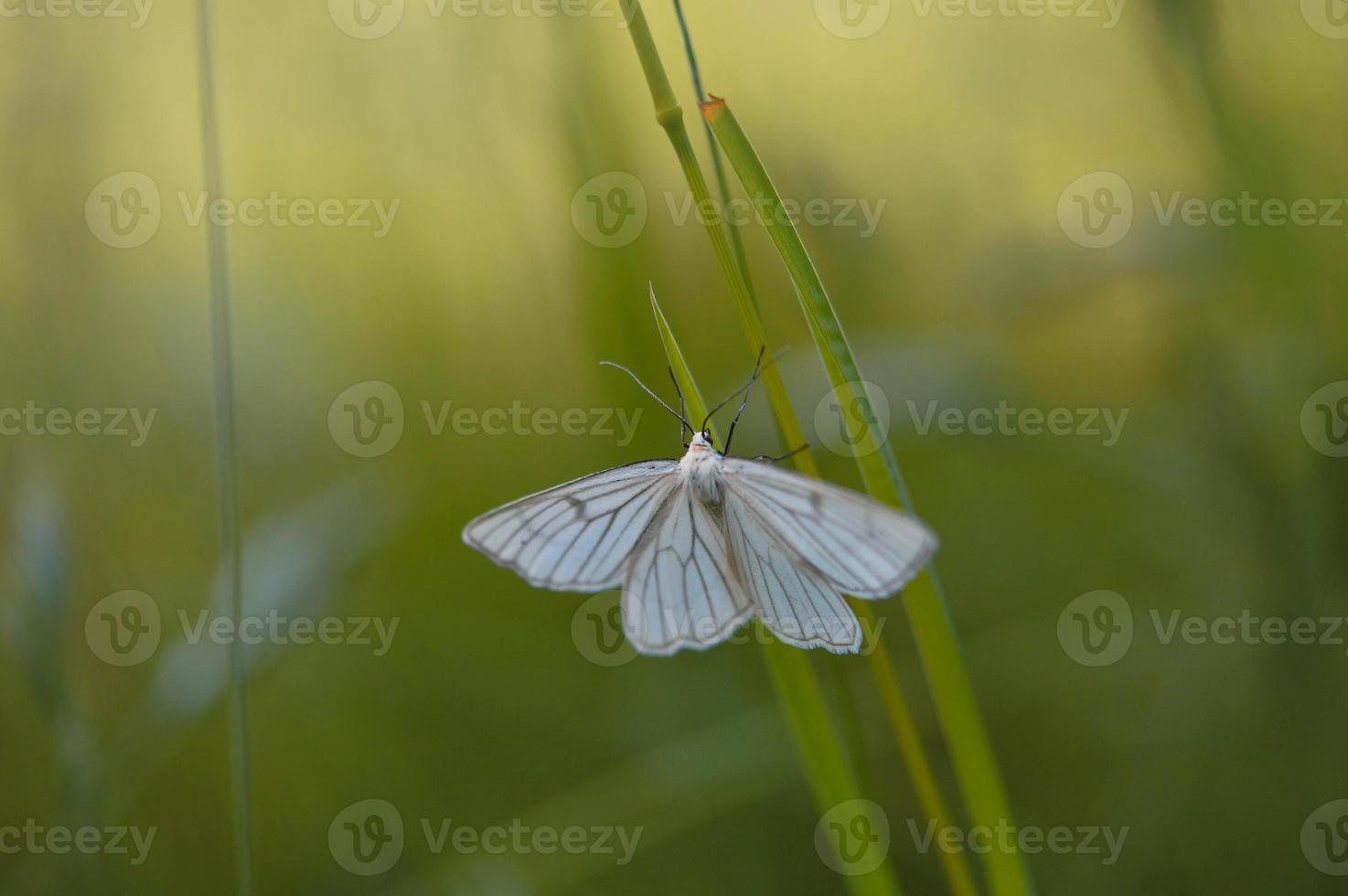 polilla de venas negras, polilla blanca de cerca en la naturaleza foto