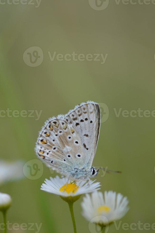 mariposa argus marrón en una flor de margarita oriental, macro foto