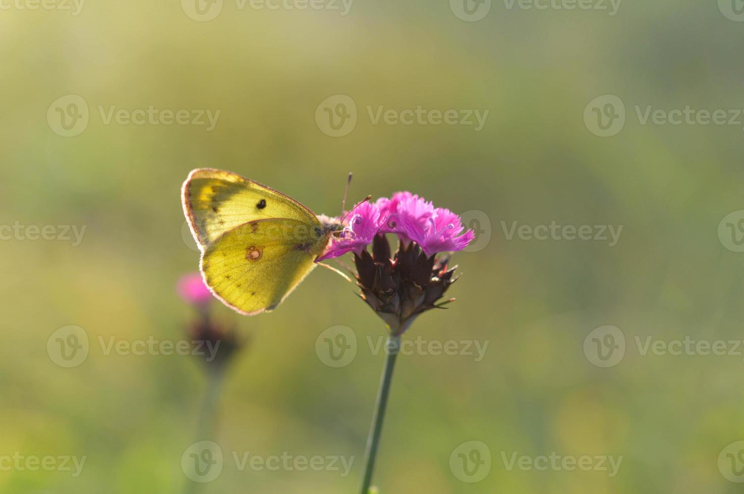 Clouded yellows, yellow butterfly on a flower in nature macro. photo