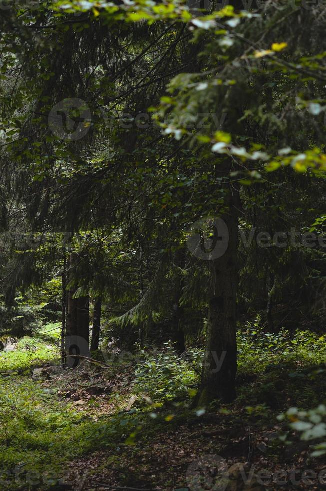 en la escena de la naturaleza del bosque foto